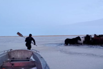 Фотография к новости: Ақмола облысында бір табын жылқы құтқарылды