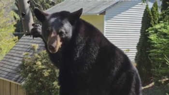 Фотография к новости: АҚШ-та тұрғын үйдің ауласына жабайы аю кіріп кетті