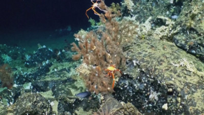 Эквадордан ежелгі маржандар табылды