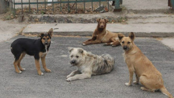 Фотография к новости: Қаңғыбас иттен қауіп көп