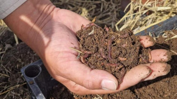 Фотография к новости: Түркістанда биогумус шаруашылығы дамып жатыр