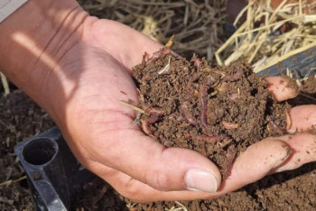 Түркістанда биогумус шаруашылығы дамып жатыр