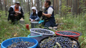 Фотография к новости: Қазақстандықтар саңырауқұлақ пен жидек тергені үшін салық төлейді