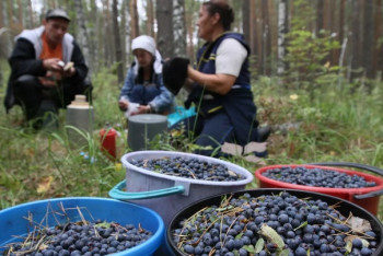 Фотография к новости: Қазақстандықтар саңырауқұлақ пен жидек тергені үшін салық төлейді