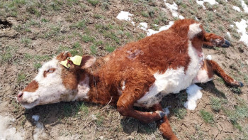 Фотография к новости: Өрістегі мал қырылып қалды