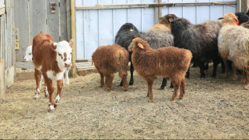 Фотография к новости: Ақтөбе облысында ауылда тұратын отбасыға 2,5 мыңға жуық мал берілді