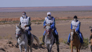 Фотография к новости: «Адай» жылқысы: Сенатор қазақ жылқысына ресми мәртебе беруді сұрады
