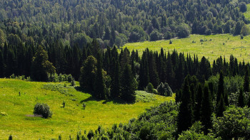 Фотография к новости: ЕО орманды отауға қарсы заң қабылдады