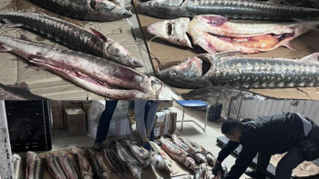 Фотография к новости: Маңғыстауда 200 келіге жуық бекіре тәркіленді