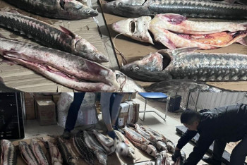 Фотография к новости: Маңғыстауда 200 келіге жуық бекіре тәркіленді