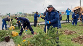 Фотография к новости: Түркістанда жыл басынан бері 100 мыңға жуық көшет отырғызылды