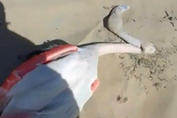 Фотография к новости: Маңғыстау облысында қоқиқаздар неден өлгені айтылды