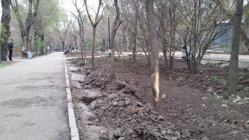 Фотография к новости: Алматы тұрғындары жасыл желектің жойылуына наразы