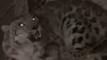 Фотография к новости: Алматы облысында табылған қар барысы хайуанаттар бағына тапсырылды