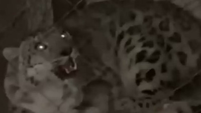 Алматы облысында табылған қар барысы хайуанаттар бағына тапсырылды