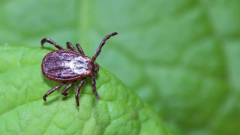 Фотография к новости: БҚО-да кене көбейіп, шаруалар әуреге түсті