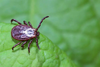 Фотография к новости: БҚО-да кене көбейіп, шаруалар әуреге түсті