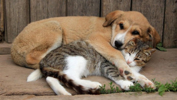 Фотография к новости: 300-ге жуық азамат үй жануарларын ұстау ережесін бұзды