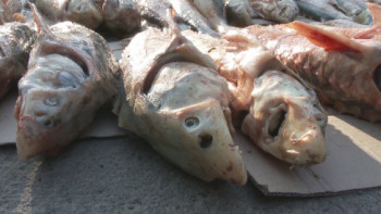 Фотография к новости: Атырауда браконьерлерден екі тонна балық тәркіленді