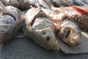 Фотография к новости: Атырауда браконьерлерден екі тонна балық тәркіленді