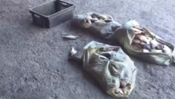 Фотография к новости: Жетісу облысында заңсыз 350 келі балық аулаған ер адам ұсталды