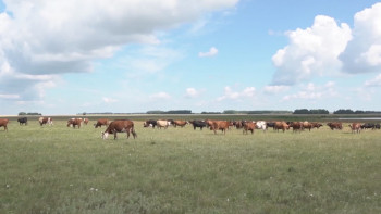 Фотография к новости: Теріскейде ірі-қара бруцеллезге шалдықты