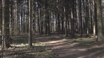 Фотография к новости: Ресейде бағалы шөптер мен саңырауқұлақ жинағандар қылмыстық жазаға тартылады