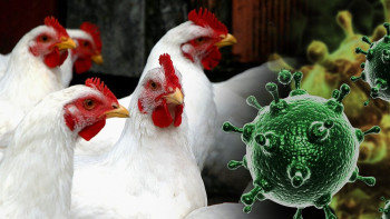 Фотография к новости: Чилиде құс тұмауы өршіп барады