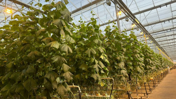 Фотография к новости: Сотталушылар жылыжайда қияр өсіріп, нәпақа тауып жатыр