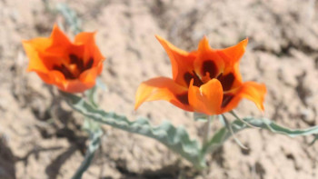 Фотография к новости: Қызыл кітапқа енген қызғалдақ гүлдеді