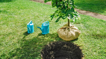 Фотография к новости: Астанада көктем басталғалы 3,5 мың ағаш отырғызылды