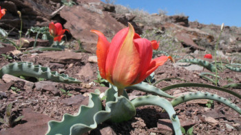 Фотография к новости: Қызыл кітапқа енген өсімдіктерді қорғаудың тиісті рәсімдері жасалмағаны анықталды