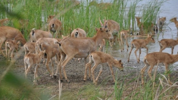 Фотография к новости: Ақтөбе облысында ақбөкендерді әуеден санау басталды