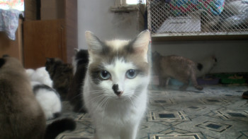 Фотография к новости: Үй жануарларын есепке алу басталды