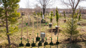 Фотография к новости: Қарағанды облысында көктемгі ағаш отырғызу жалғасып жатыр