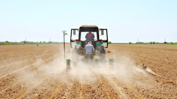 Фотография к новости: Мақтааралда 33 мың гектар жерге мақта егілді