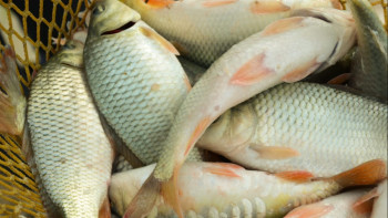 Фотография к новости: Қарқаралының Жартас өзенінде балықтардың жаппай қырылуы тіркелді