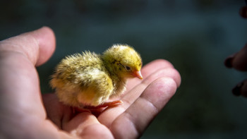 Фотография к новости: Жетісулық фермер елу шақты ауылдасын жұмыспен қамтып отыр