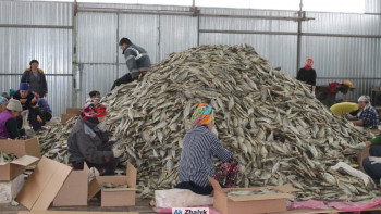 Фотография к новости: Құрманғазы ауданындағы балық цехы Ресейге де, Украинаға да балық экспорттауда