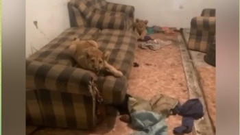 Фотография к новости: Алматы облысында сирек кездесетін жануарларды заңсыз ұстаған азамат ұсталды