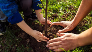 Фотография к новости: Биыл 182 мың көшет отырғызылады – ШҚО