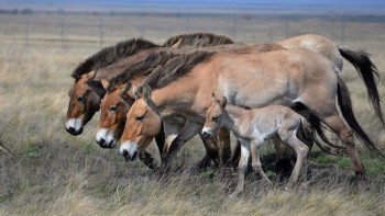 Фотография к новости: Пржевальский жылқысын жерсіндіру қалай жүзеге асырылып жатыр