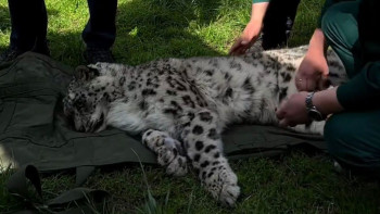 Фотография к новости: Стресс алған қар барысының жағдайы белгілі болды