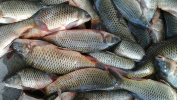 Фотография к новости: Мұнайлы өңірде балық цехы іске қосылды