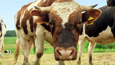 Мал етін тікелей фермерден сатып алуға көмектесетін мобильді қосымша пайда болды