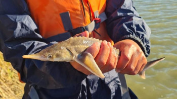 Фотография к новости: ҰҚК Каспийдегі браконьерліктің жолын кесті