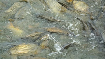 Фотография к новости: Түркістанда балық шаруашылығын дамыту бойынша кәсіпорындар ашылады