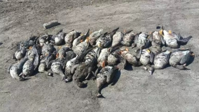 Жабайы қаздарды заңсыз аулаған полиция қызметкері ұсталды