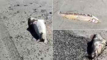 Фотография к новости: Каспий жағалауында ондаған итбалық пен бекіренің өлекселері табылды