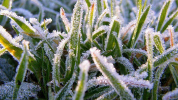 Фотография к новости: Солтүстік өңірлерде үсік жүреді